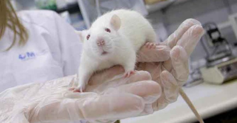 Portugal incumpre a normativa europea sobre os animais de laboratorio