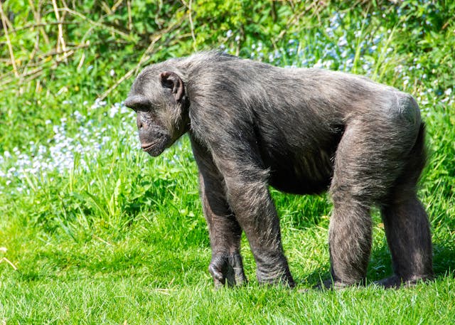 unha das maiores comunidades de chimpancés salvaxes coñecidas acabou dividíndose en dous grupos enfrontados que chegaron a atacarse entre si