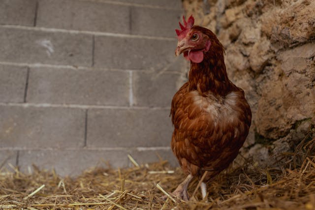 Levantado o confinamento das aves de curral
