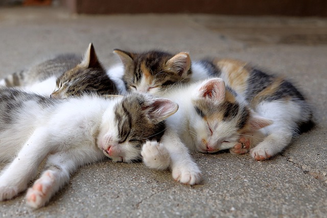Porriño logra esterilizar 200 gatos no último ano
