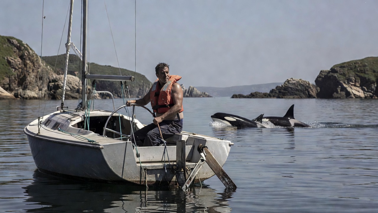 Veleros en risco: orcas atacan embarcación ao noroeste da ría de Vigo rompendo timón
